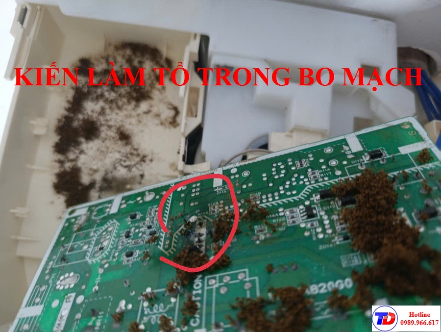 kien-lam-to-trong-bo-mach